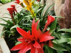 -北京植物园-展览温室