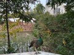 -J Create城市露营咖啡·简餐·宠物(上海动物园店)