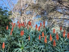 -墨尔本皇家植物园
