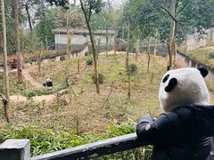 -中国大熊猫保护研究中心雅安碧峰峡基地