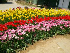 -洛阳郁金香牡丹园