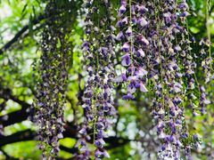 -嘉定紫藤园