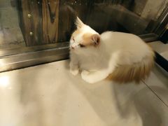 -平行世界·猫咖(首经贸店)