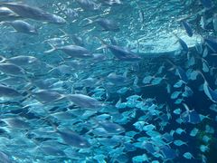 -上海海洋水族馆