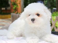 -翊宠yipet猫狗购宠庄园犬舍•猫舍