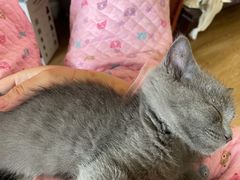 -四月宠物医院·猫专科·心脏专科·内科(转塘店)