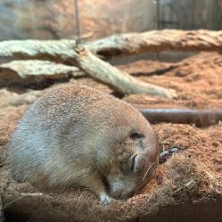 -Zoolung Zoolung动物主题公园(海信广场店)