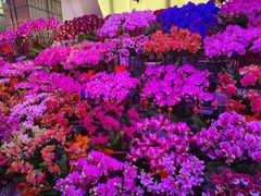 -花鸟鱼虫鲜花绿植市场(玉泉路店)