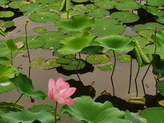 -大兴滨河森林公园