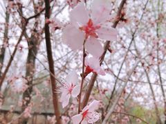 -桃花堤公园