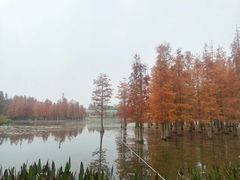 -白鹭湾湿地公园