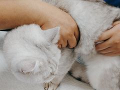 -芭比堂宠物医院·全科爱猫医院·仁德分院