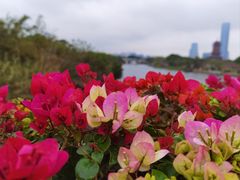 -厦门园林博览苑
