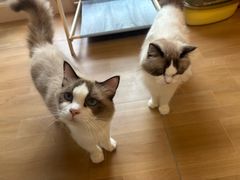 -唐小姐の私宠·宠物洗护美容·撸猫馆·购宠(周浦万达旗舰店)