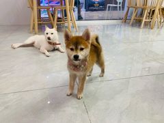 -柴犬小屋·柴餐厅·狗咖食堂(金鼎广场店)