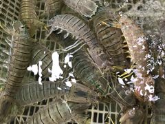 -红月湾海鲜饭店•沙滩海景(双月湾店)