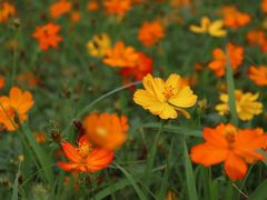 -上海吴淞炮台湾国家湿地公园