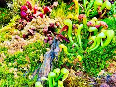 -昆明植物园