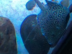 -暹罗海洋世界