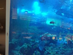 -迪拜水族馆及水下动物园
