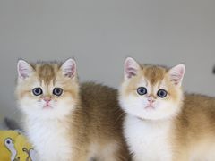 -lincat·猫舍(广州店)