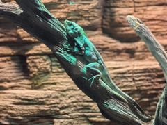 -帕帕拉兹宠物(亚洲旗舰店)