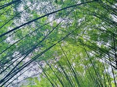 -玉树公园
