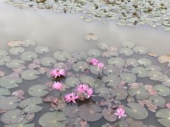 -大湾区中央湿地公园