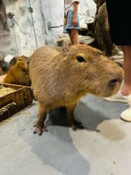 -Zoolung Zoolung动物主题公园(海信广场店)