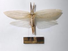 -上海昆虫博物馆