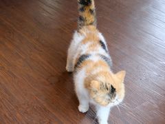 -猫岛主趣味餐厅(鼓浪屿店)