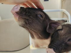 -怪兽屋·羊驼·猫咖·狗咖(俊华广场店)