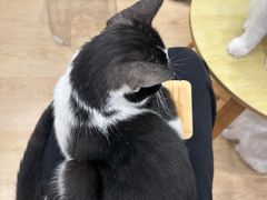 -有喵·猫咖·狗咖·30几只猫10只小狗(岗厦店)
