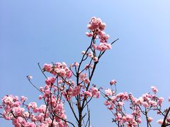 -天适樱花悠乐园