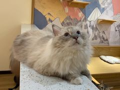 -滚猫咖啡·猫咖·猫友好撸猫(未来城店)