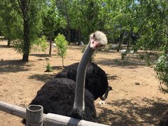 -大连森林动物园