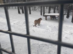 -横道河子东北虎林园