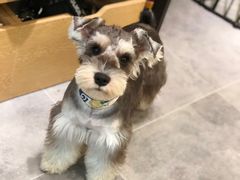 -小尾巴宠物店(万科·金域华庭店)