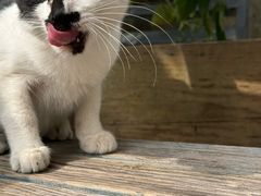 -吴叔烧腊(老虎桥店)