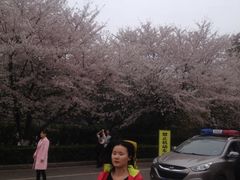 -武汉大学-樱园