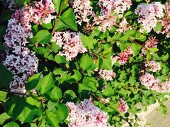 -长春公园(普阳街道)