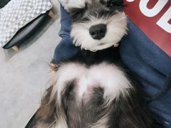 -小尾巴宠物店(万科·金域华庭店)