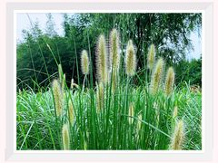 -白塔湖国家湿地公园