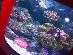 -暹罗海洋世界