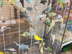 -苏州艺都古玩花鸟市场