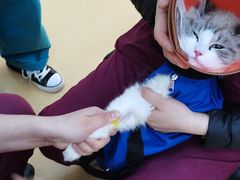 -瑞派天宁宠物医院·猫科·异宠中心