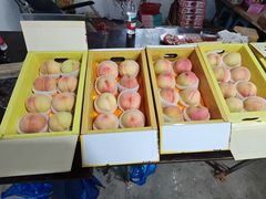 -南汇水蜜桃采摘(大团店)