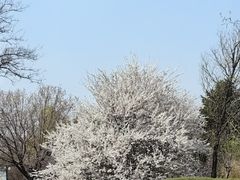 -沈阳植物园