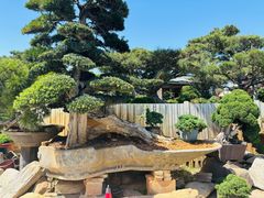 -龙大花卉苗木市场