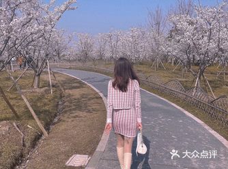 到了樱花开放的时候啦 观赏樱花看这里 位置在仙樱湖公